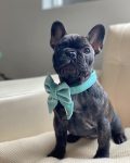 PACK VELVET BABY-BLUE