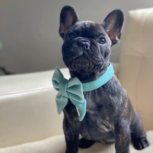 PACK VELVET BABY-BLUE