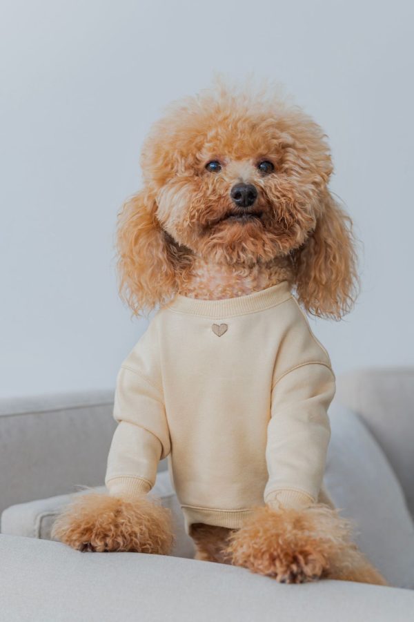 Basic hoodie