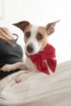 PACK BASICO VELVET ROJO