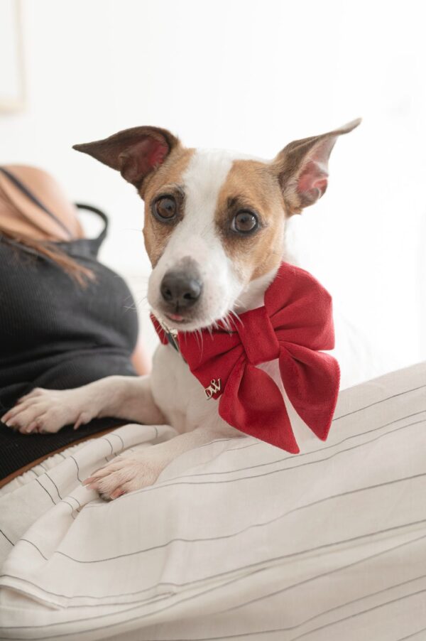 PACK BASICO VELVET ROJO