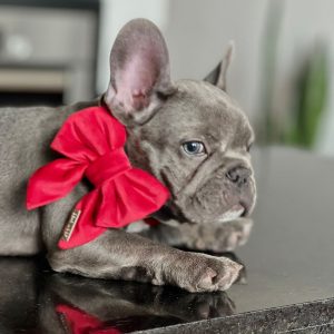 PACK BASICO VELVET ROJO