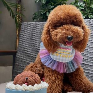 BANDANA BIRTHDAY