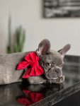 PACK BASICO VELVET ROJO