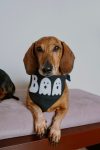 BANDANA BOO