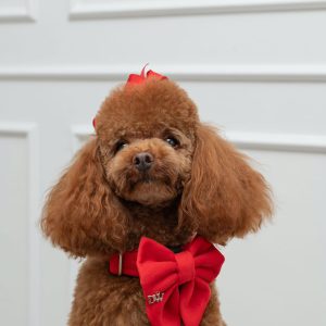 PACK BASICO VELVET ROJO