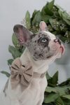PACK VELVET BEIGE