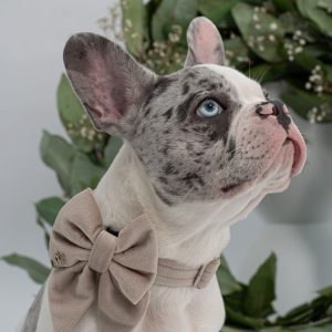 PACK VELVET BEIGE
