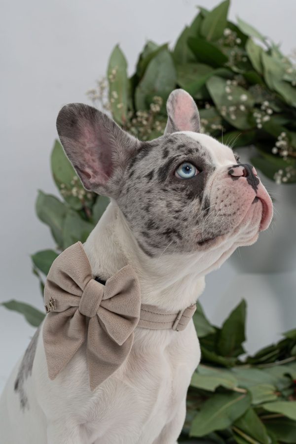 PACK VELVET BEIGE