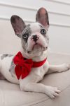 PACK BASICO VELVET ROJO