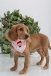 BANDANA NOEL