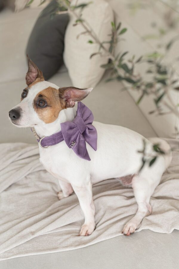 PACK BASICO VELVET MALVA