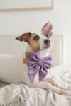 PACK BASICO VELVET MALVA