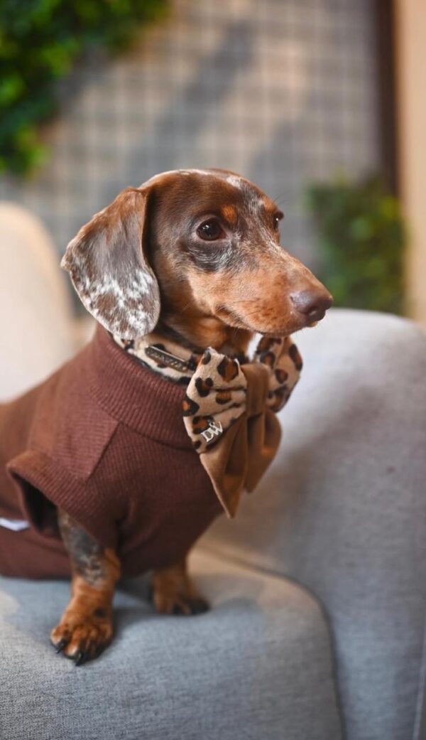 PACK BASICO VELVET LEOPARDO