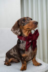 PACK BASICO VELVET VINO