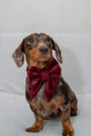 PACK BASICO VELVET VINO