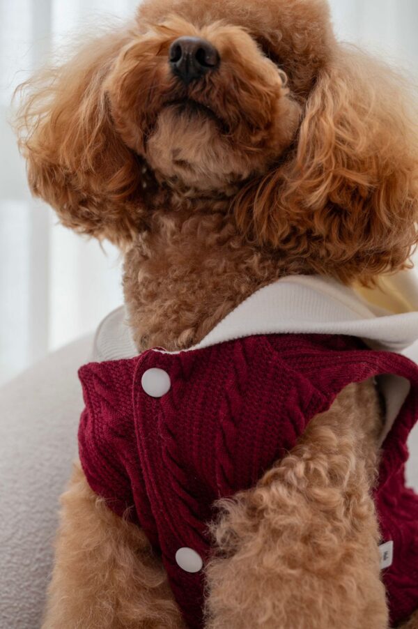COZY JACKET