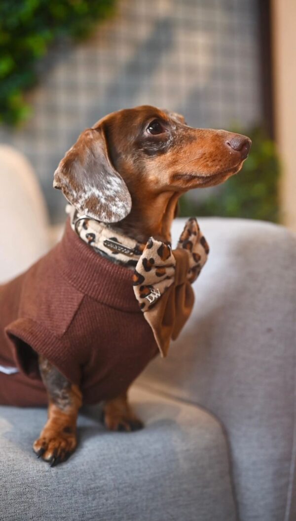 PACK BASICO VELVET LEOPARDO
