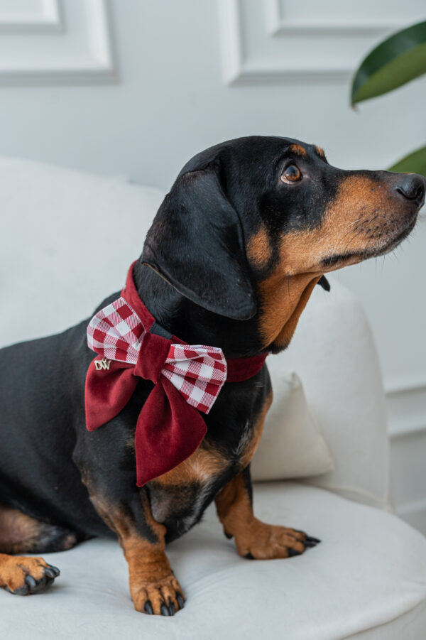 COLLAR + LAZO CHRISTMAS