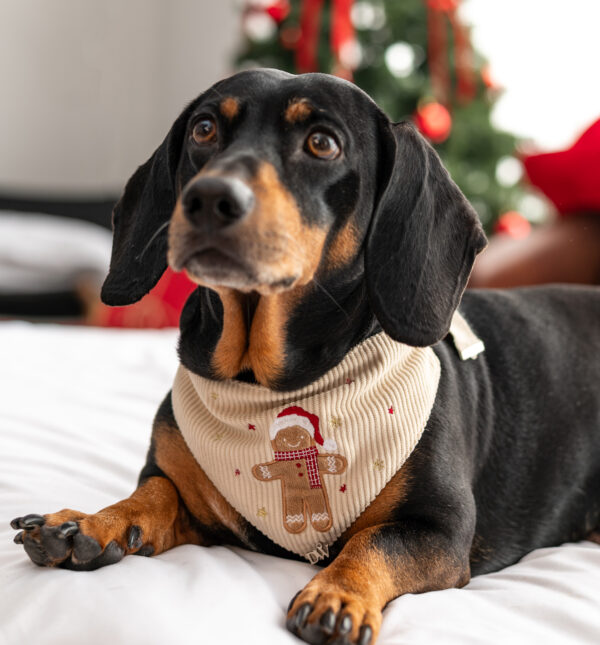 BANDANA FROSTY GINGER