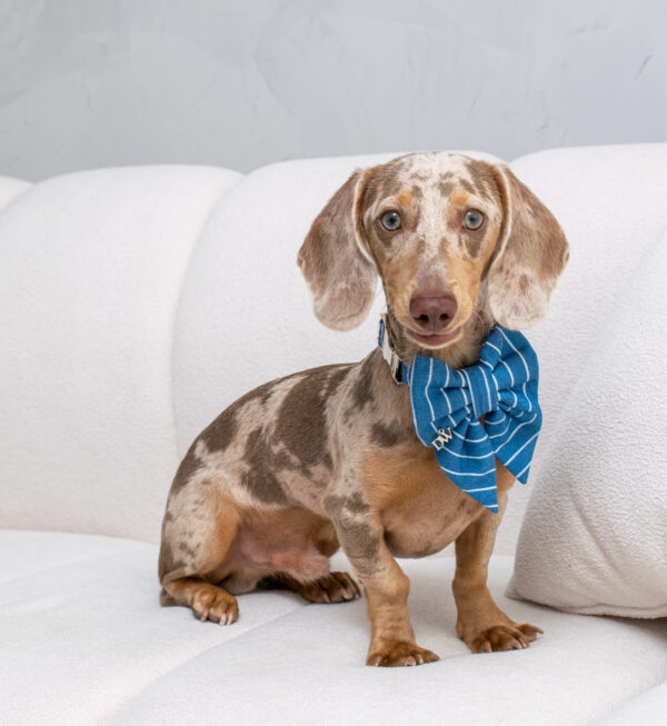 PACK BASICO DENIM AURA