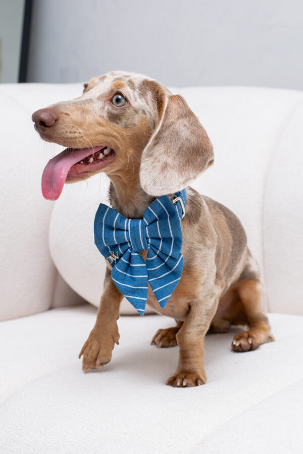 PACK BASICO DENIM AURA